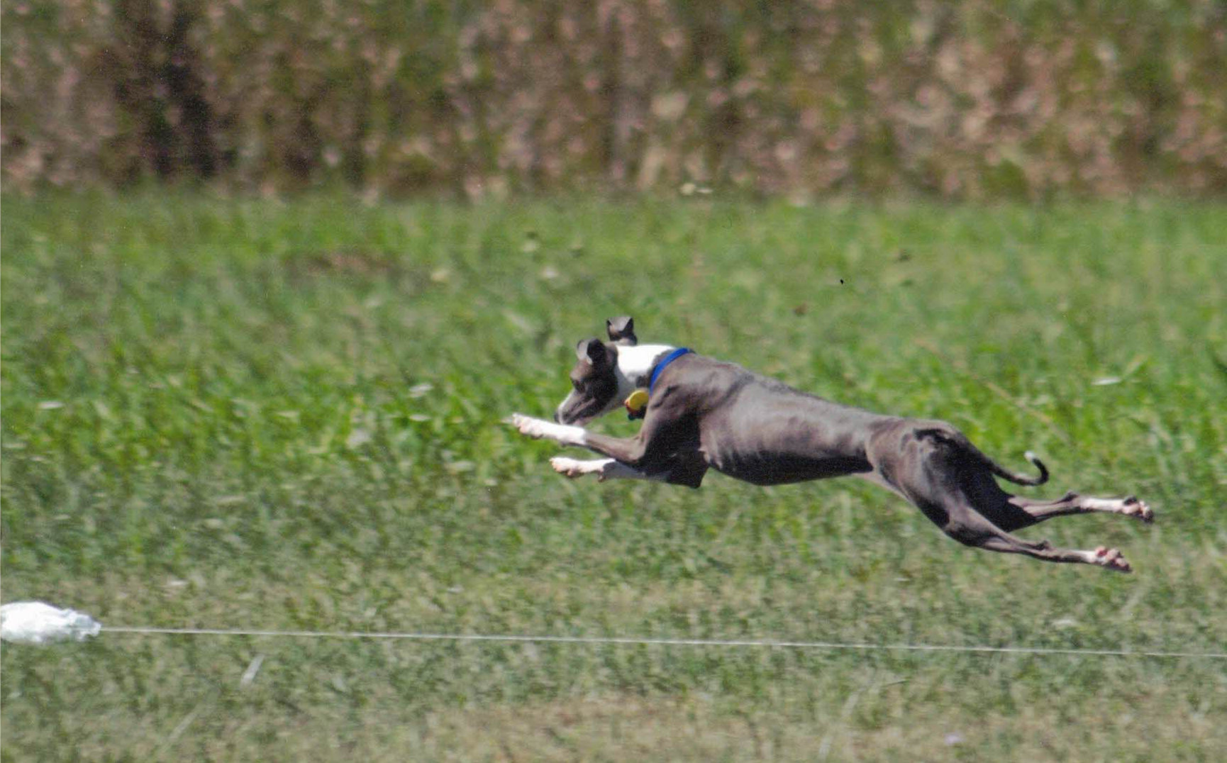 Lure Coursing Your IG - Midwest Italian Greyhound Rescue
