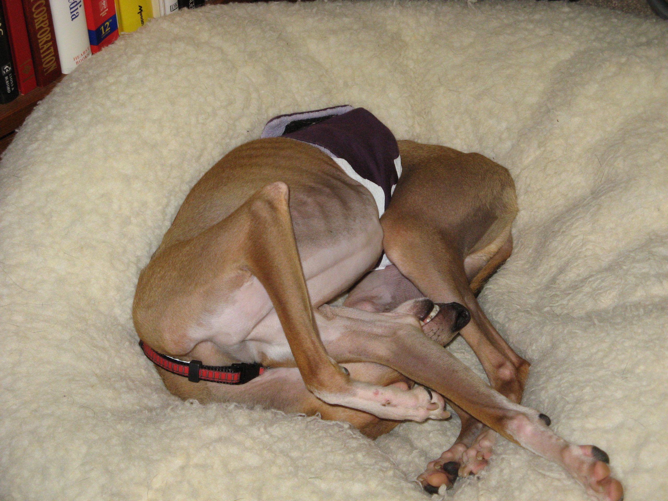 Italian Greyhound in a dog bed with belly band (diaper) around his waist