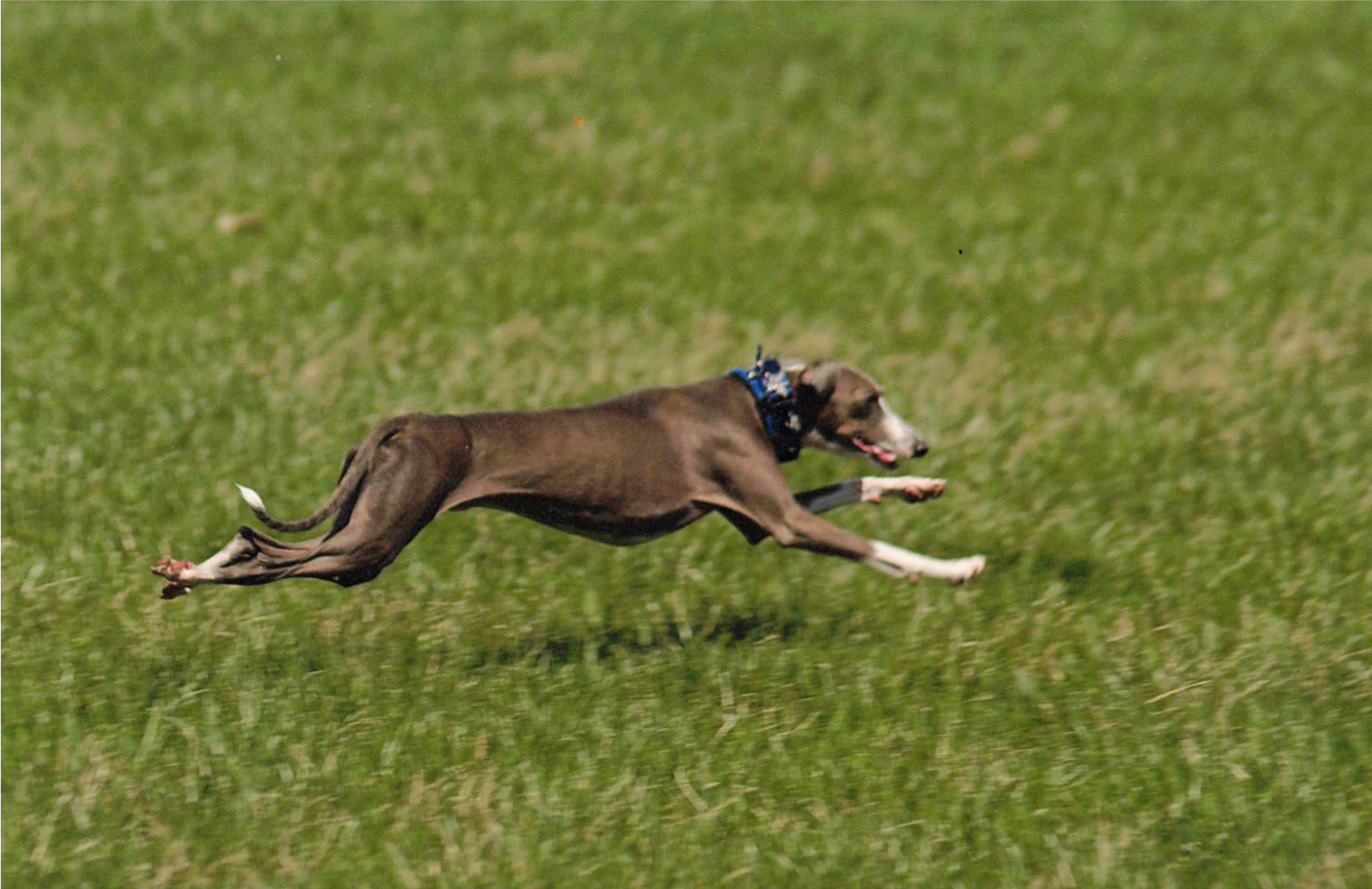 Italian Greyhounds and Electric fences