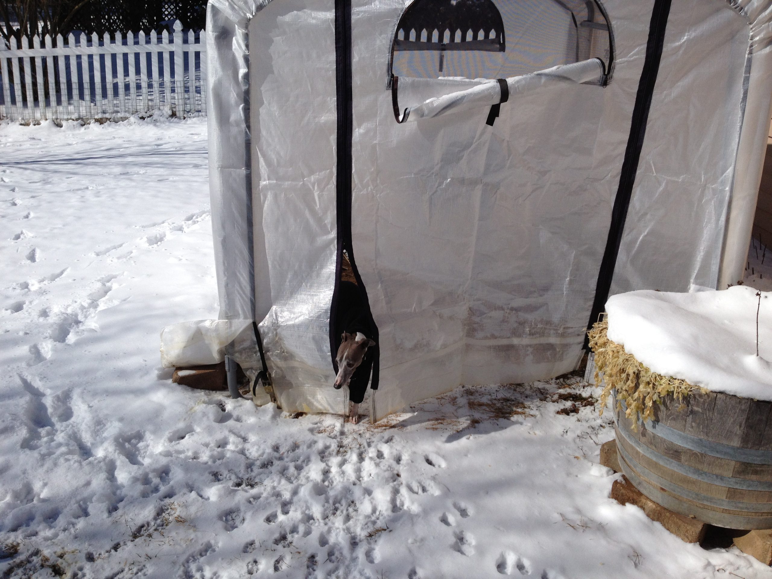 Winter HouseTraining – Potty Shelters