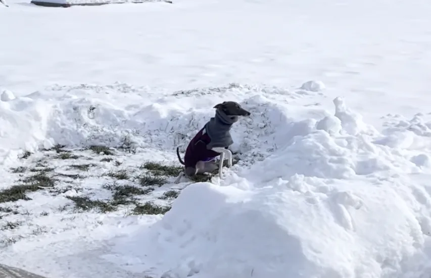 Outdoor potty when it’s Cold outside